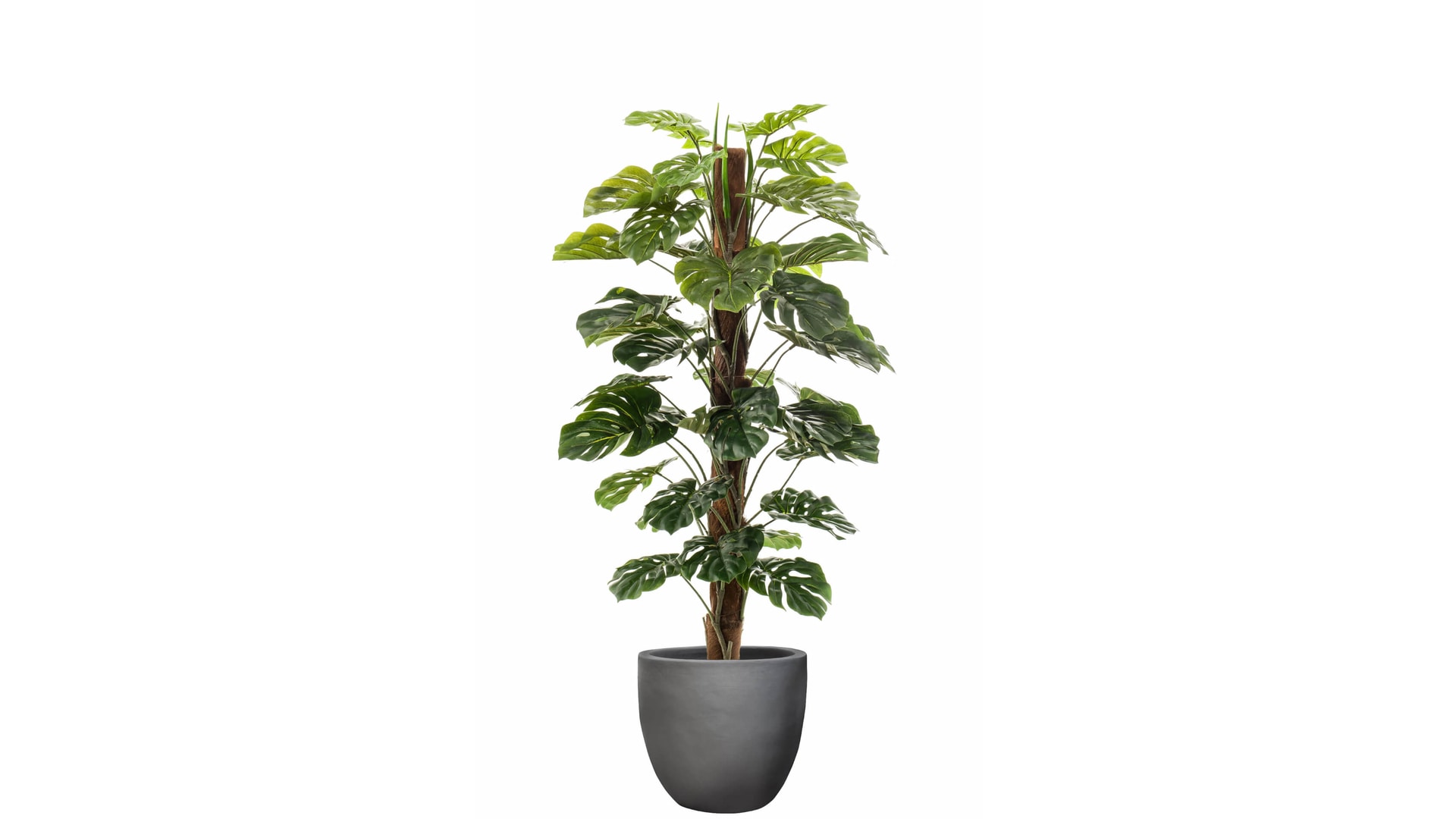 CJ Decor plantas,CJ Decor arvores,CJ Decor floresCJ Decor verde